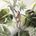 Color Image For Monkey Business Linen 