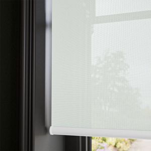 Camellia White 14316
